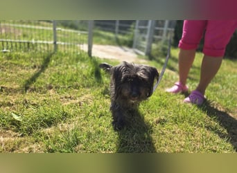Senior Lenny sucht Zuhause oder Pflegestelle