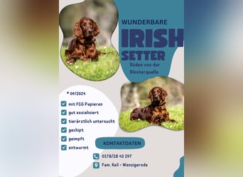Wunderschöne Irish-Setter-Rüden