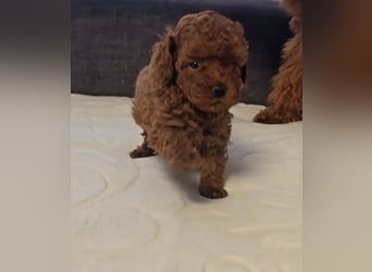 Tiny Asiatische Püppchen Toypudel Welpen