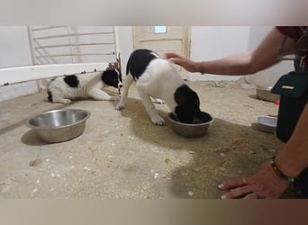 BUB 4 - sucht sein Für-immer-Zuhause