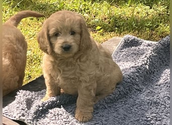 Goldendoodle mini Medium Doodle Abgabe an Pfingsten