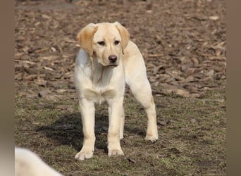 Liebevoller und kerngesunder Labrador Jungrüde in gelb sucht...