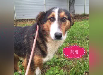 Koni die traurigste Hündin in Tierheim