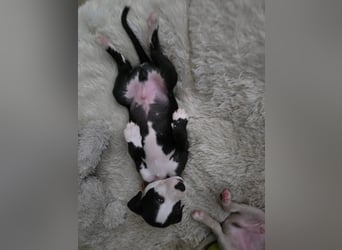 Whippet - 1 Rüde und 1 Hündin sind noch auf der Suche nach liebevollen Händen.