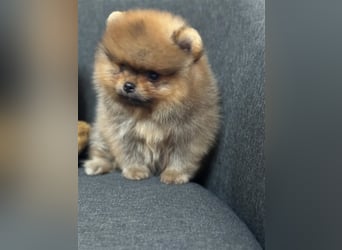 Pomeranian Boo Zwergspitz