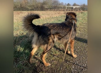 Scotty braucht ein neues Zuhause