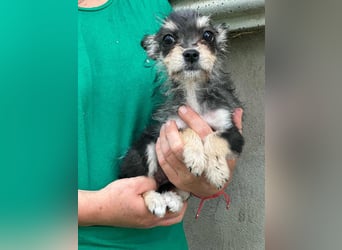 Scarlett, geboren 01.05.2025, 20cm sucht Ihr Zuhause