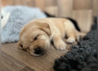 Reinrassige Labrador Welpen m.P. aus liebevoller Zucht