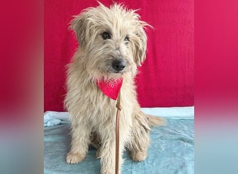 (R) ❤️ liebenswerter POMPON - 2 Jahre, 40cm/12kg - Wuschel-Mix