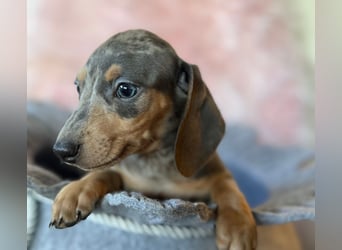 Zwergdackel,Dackel in Sonderfarben,amerikanische Zwergdackel Welpen suchen tolle Familien