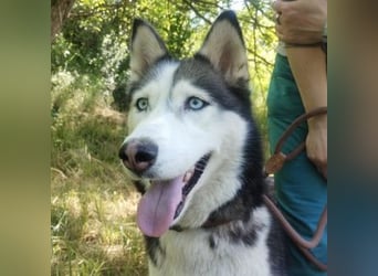 Akira, Husky