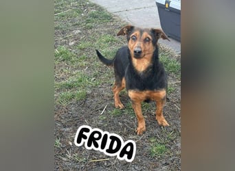 Frida, 10.05.2019 geboren, 31 cm sucht ihre Menschen