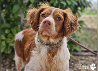 Cristobal ist sportlich und intelligent, ideal für aktive Menschen