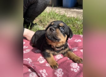 Reinrassige Rottweiler Welpen , Sportliche leistung Zucht