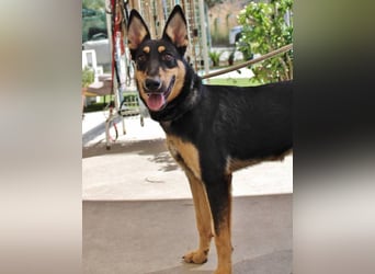 Yassi (Spanien) - wunderschöne Schäferhund-Mischlingshündin