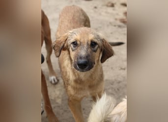 Sophia, geb. ca. 03/2024, lebt in GRIECHENLAND, im städt. Tierheim Serres