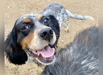 Lola - freundliche, menschenbezogene Setter-Mix-Hündin