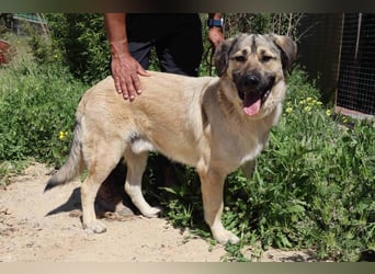 Lovis, Mix Labrador / Rafeiro Alentejano