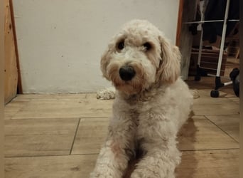 Wunderschöne Labradoodle Welpen, dürfen jetzt ausziehen!