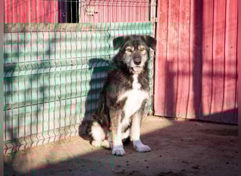 Boomer - freundlicher Schatz