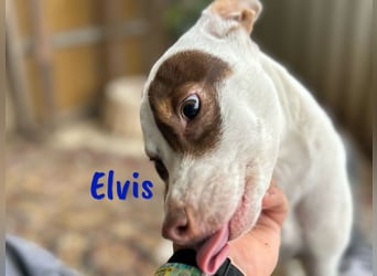 Elvis 12/2024 (ESP) - lustiger, verspielter und sozialer Bodeguero-Mix Welpe!