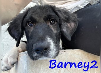 Barney2 geb. 02/2025 (GRC) - verschmuster und verspielter, charmanter Griechischer Hirtenhund Welpe!