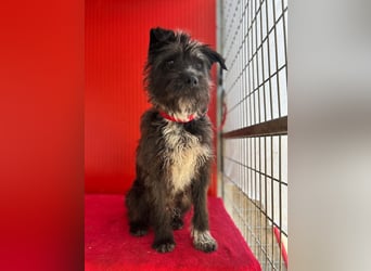 Ficko, Schnauzer-Mix, Rüde, geb. am 18.01.2024, 45 cm