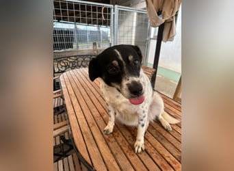 BECKY sucht ein liebevolles Zuhause