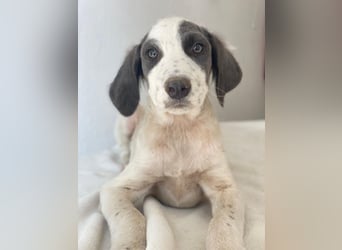 Donar, geb. ca. 03/2025, lebt in GRIECHENLAND, im städt. Tierheim Serres