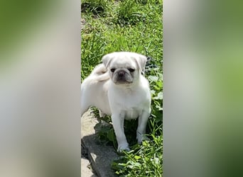 Mops Welpen ( noch 2 Rüde)