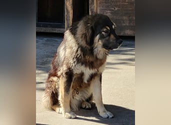 Aramis ❤️ liebevoll aufgeweckter Jungrüde