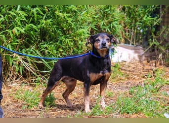 Fiona, Mix Pinscher / Chihuahua, lieb und verträglich