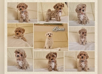 Maltipoo F 1 Welpen