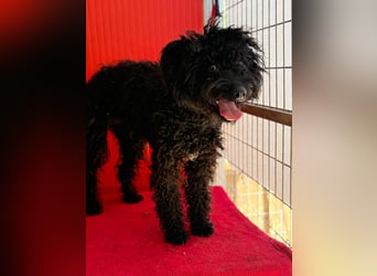 Casper, Puli-Pudel-Mix, Rüde, geb. am. 05.08.2024, 43 cm, 11 kg