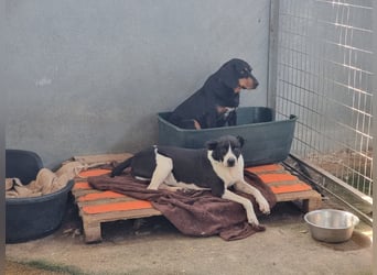 Lebensfreude pur trotz Handicap: Jack!
