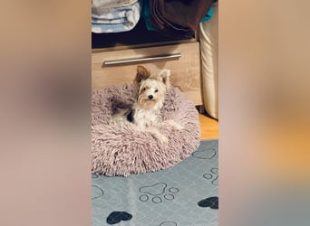 Fussel, Biewer-Terrier, Rüde, 4 Monate, 20 cm