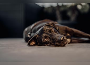 Maffy - Labrador-Mix-Hündin mit Herz sucht ihr Für-immer-Zuhause