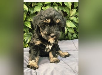 " wir dürfen ausziehen " bezaubernde Tibet Terrier Welpen aus liebervoller Zucht..