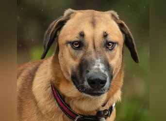 Muffin (weibl.), sucht liebevolle und geduldige Menschen!