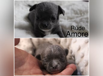 Reinrassige Chihuahua Welpen Kurzhaar