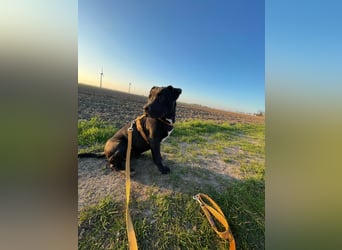 Zuckersüße xxl bully - pitbull hündin