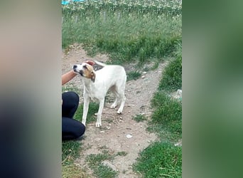 Ayla, Welpenmädchen möchte zu Dir kommen