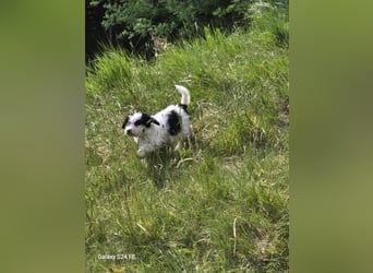 Spanische Wasserhund Welpen reinrassig