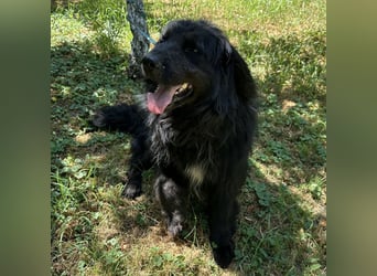 Morty ein Friendly-Dog
