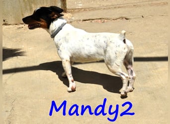 Mandy2 geb. 05/2024 (ESP) - fröhlicher, kleiner Jack Russel Terrier - Bodeguero Mix Rüde!