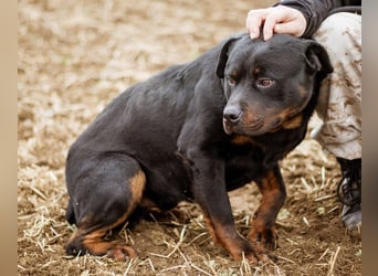 Paul, Rottweiler Mischlingsrüde wünscht sich eine Familie