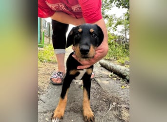 Alexa, geboren 16.03.2025, 21cm sucht ihr Zuhause