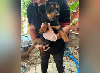 Marvin, geboren 25.03.2025, 24cm sucht seine Familie