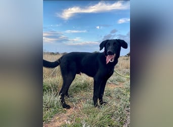 Liebevoller, verspielter Shadow sucht eine Familie!
