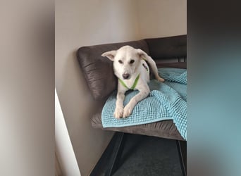 Berni - ein absoluter Traumhund